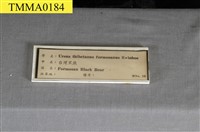 臺灣黑熊藏品圖，第18張
